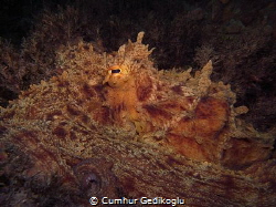 Octopus vulgaris
Brown camouflage by Cumhur Gedikoglu 